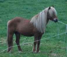 LIf frá Hvammi